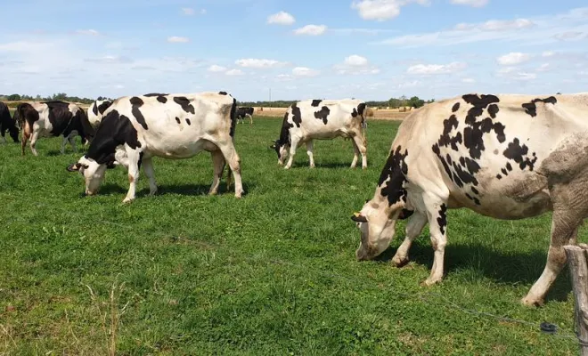 Éleveuse laitière, Comberouger, Gaec de l’Elanion