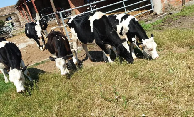 Éleveuse laitière, Comberouger, Gaec de l’Elanion