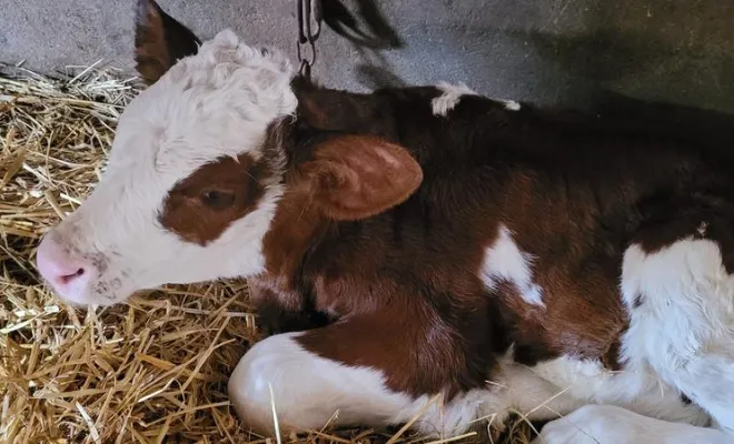 Éleveuse laitière, Comberouger, Gaec de l’Elanion