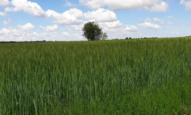 Productrice de céréales, Comberouger, Gaec de l’Elanion