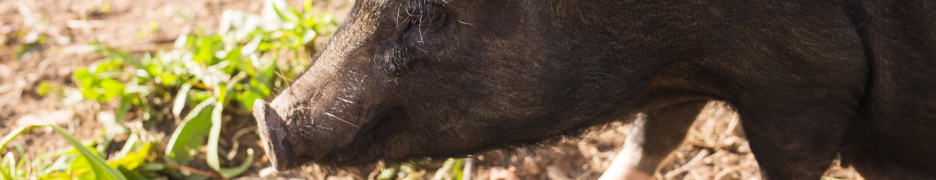 Élevage de porcs gascons Occitanie